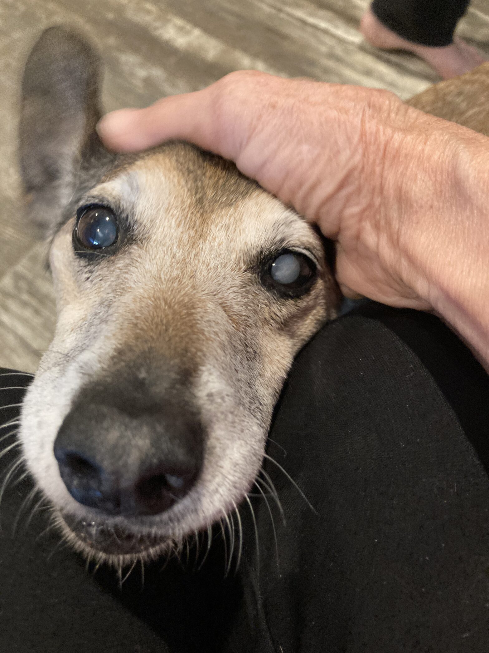 our stray little doggy…