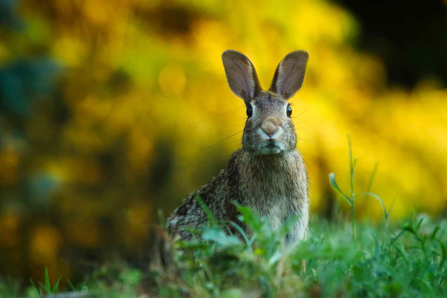 rabbit holes…have you ever noticed?