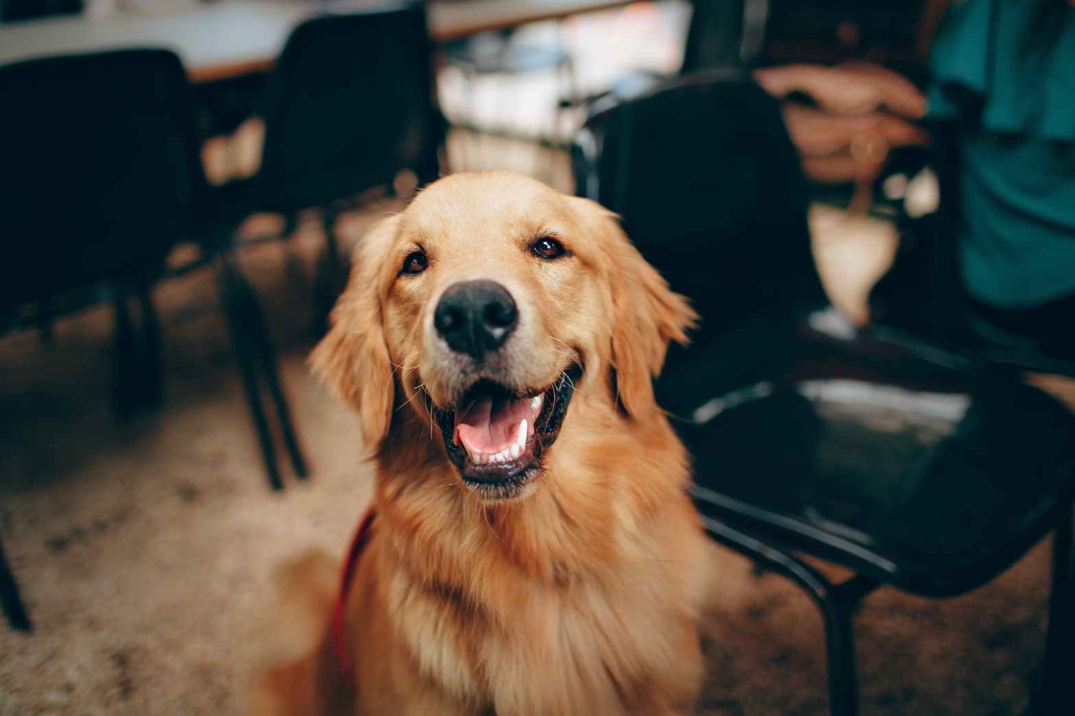 what my dog needs to know…