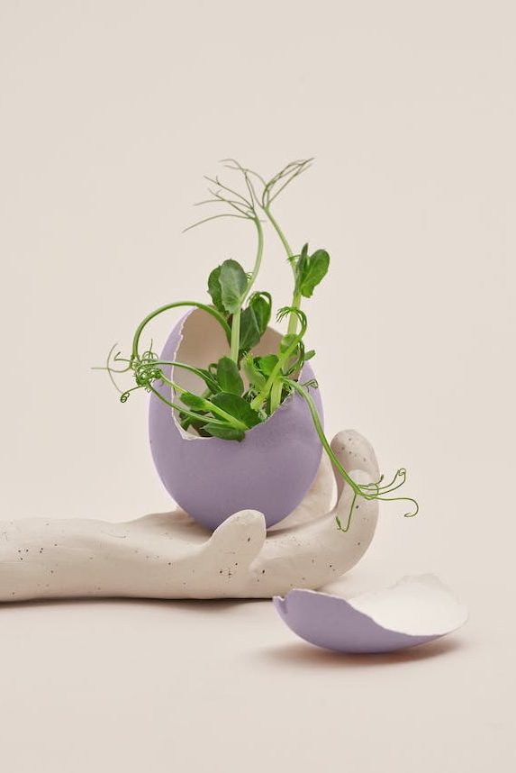 green plant growing through eggshell on clay hand
