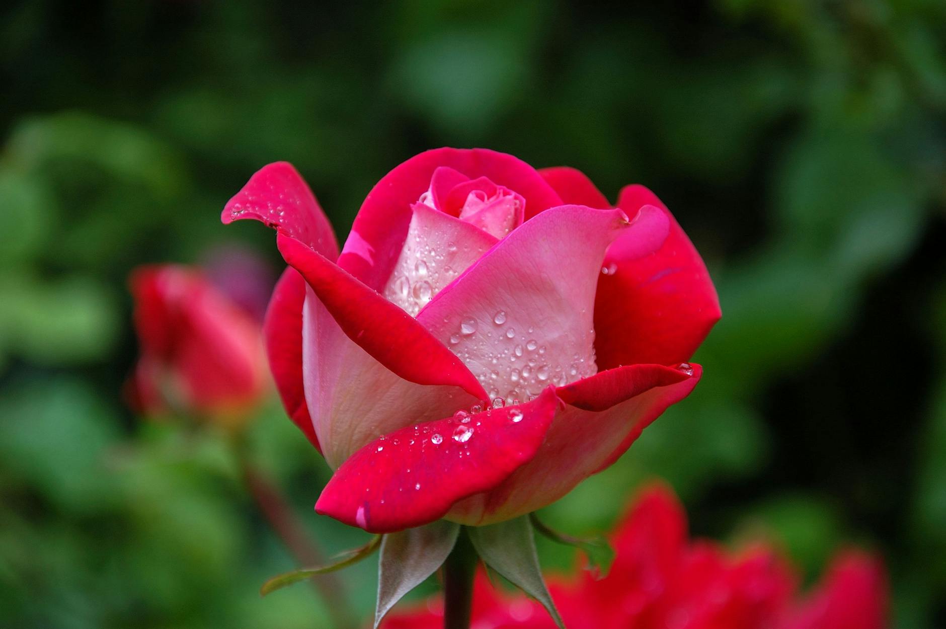 only through dying will you find life…