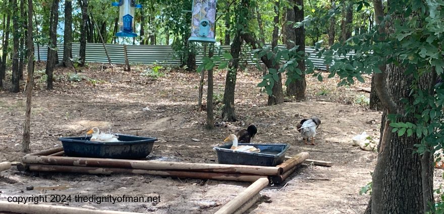 duck prison escapees…